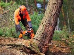 Best Grass Overseeding  in Pollock Pines, CA