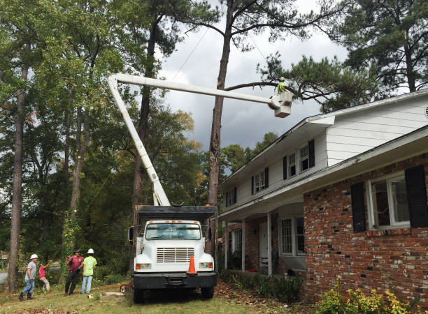 How Our Tree Care Process Works  in  Pollock Pines, CA