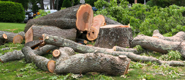 Reliable Pollock Pines, CA Tree Care Solutions