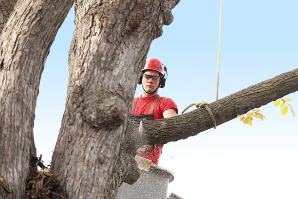 Mulching Services in Pollock Pines, CA